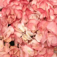 Stems In Bulk: Airbrushed Sunkissed Hydrangea Flower