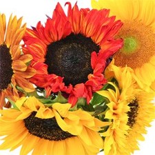 Stems In Bulk: Assorted Sunflowers For Arranging