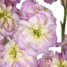 Stems In Bulk: Blush Spray Stock Flower