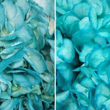 Stems In Bulk: Caribbean Blue Enhanced Hydrangea