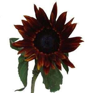 Stems In Bulk: Chocolate Sunflowers