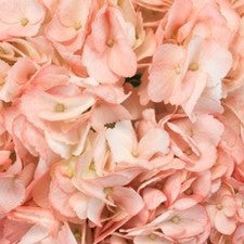 Stems In Bulk: Dusty Rose Airbrushed Hydrangea
