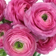 Stems In Bulk: Hot Pink Italian Cloony Ranunculus