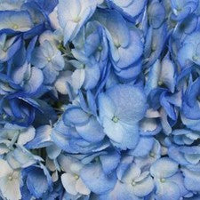 Stems In Bulk: Hydrangea Blue Airbrushed Flower