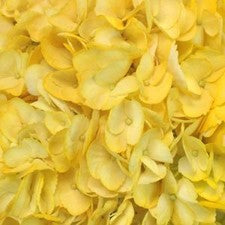 Stems In Bulk: Hydrangea Bright Yellow Airbrushed Flower