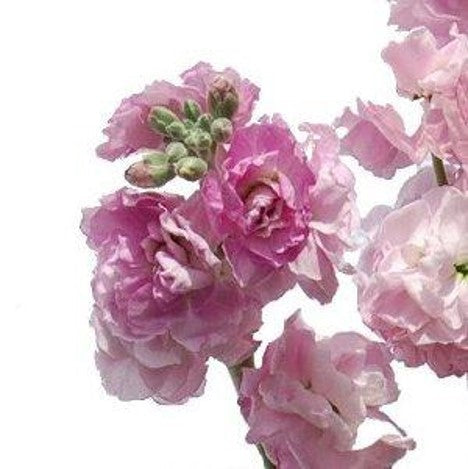 Stems In Bulk: Light Pink Fresh Spray Stock Flower