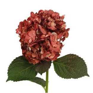 Stems In Bulk: Marsala Airbrushed Hydrangea Flower