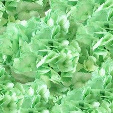 Stems In Bulk: Mint Green Enhanced Hydrangea