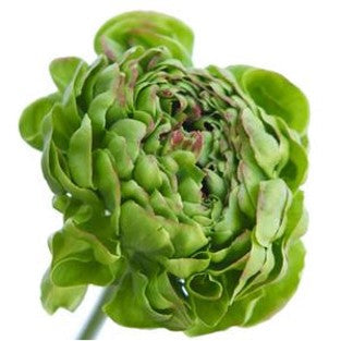 Stems In Bulk: Novelty Green Ranunculus Flower