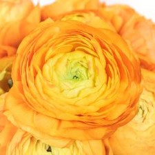 Stems In Bulk: Orange Ranunculus Fresh Cut Flower