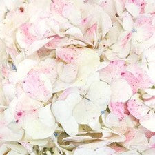 Stems In Bulk: Pale Vintage Hydrangea Flower