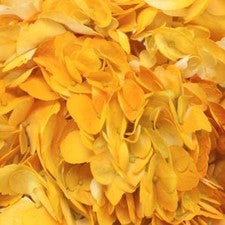 Stems In Bulk: Pineapple Fizz Airbrushed Yellow Hydrangea Flower