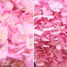 Stems In Bulk: Pink Enhanced Hydrangea