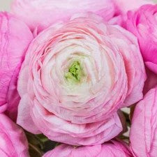 Stems In Bulk: Pink Ranunculus Fresh Cut Flower