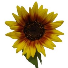 Stems In Bulk: Ring Of Fire Sunflowers