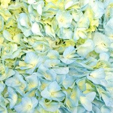 Stems In Bulk: Sea Glass Blue Hydrangea Flower