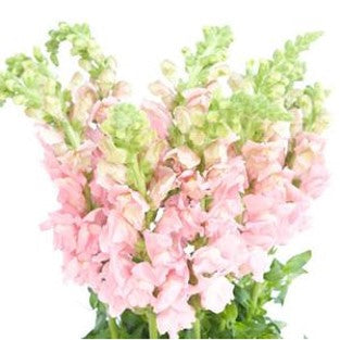 Stems In Bulk: Snapdragon Light Pink Flower