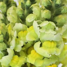 Stems In Bulk: Snapdragon Yellow Flower