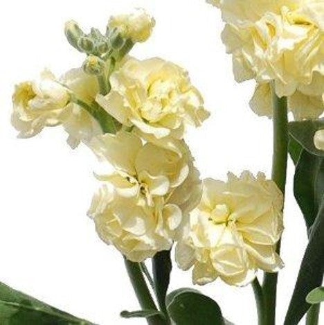 Stems In Bulk: Spray Stock Yellow Fragrant Flower