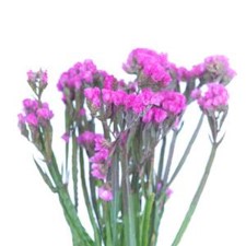 Stems In Bulk: Statice Filler Flower Mauve Pink Tinted