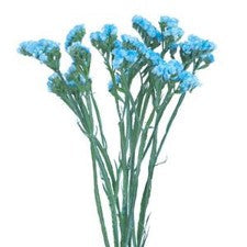 Stems In Bulk: Statice Flower Malibu Blue Tinted