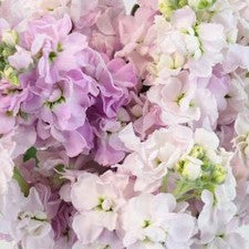 Stems In Bulk: Stock Pinky Lavender Flower