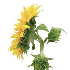 Stems In Bulk: Sunsplash Sunflower