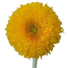 Stems In Bulk: Teddy Bear Bulk Sunflowers