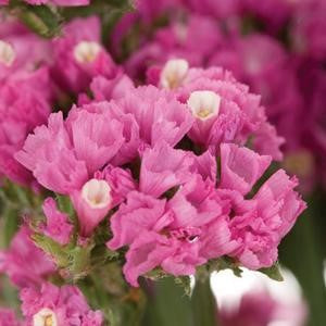 Stems In Bulk: Tissue Culture Statice Hot Pink Flower