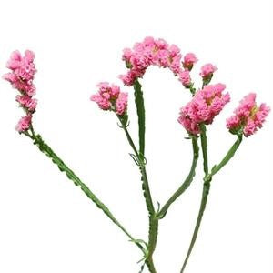 Stems In Bulk: Tissue Culture Statice Medium Pink Flower