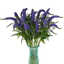 Stems In Bulk: Veronica Bulk Flower Purplish Blue