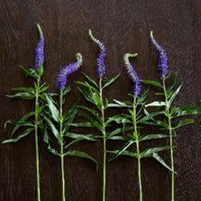 Stems In Bulk: Veronica Flower Purple With Blue Hues