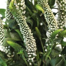 Stems In Bulk: Veronica White Flower