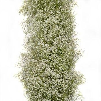 Baby's Breath Garland – Evvnts By ME